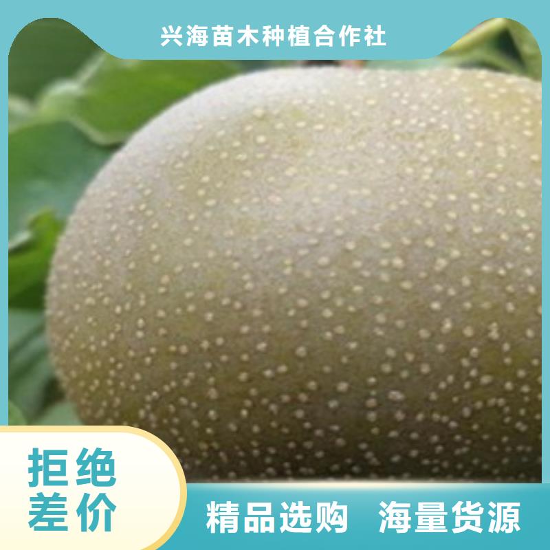 梨树苗桃树苗货源足质量好