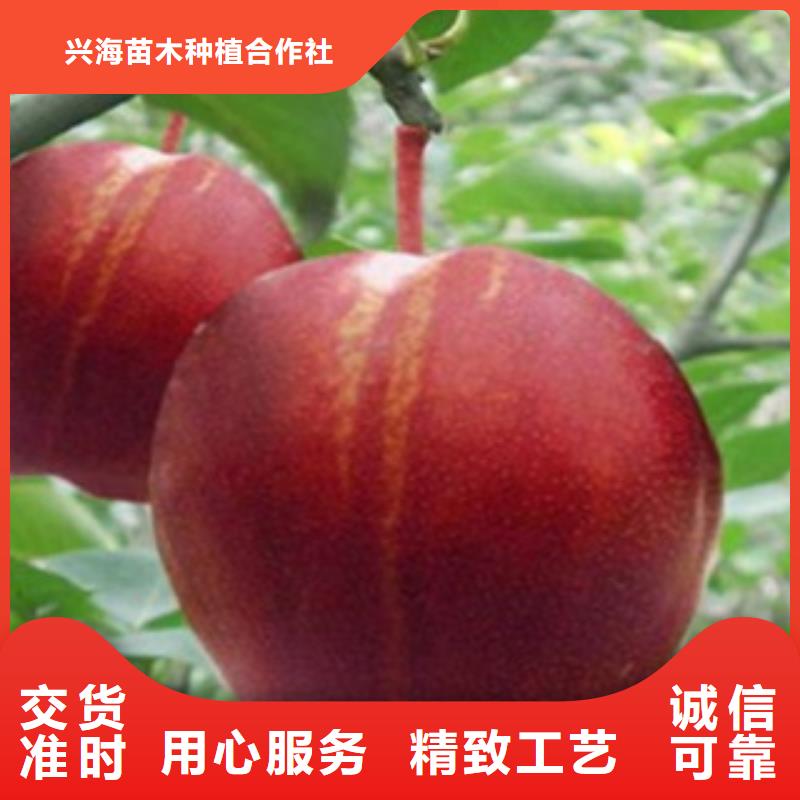 梨树苗桃树苗货源足质量好