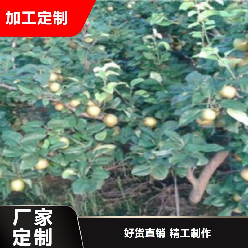 梨树苗厂家现货批发