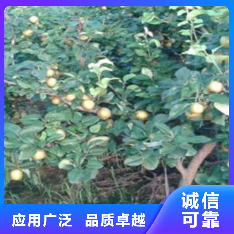 梨树苗桃树苗货源足质量好