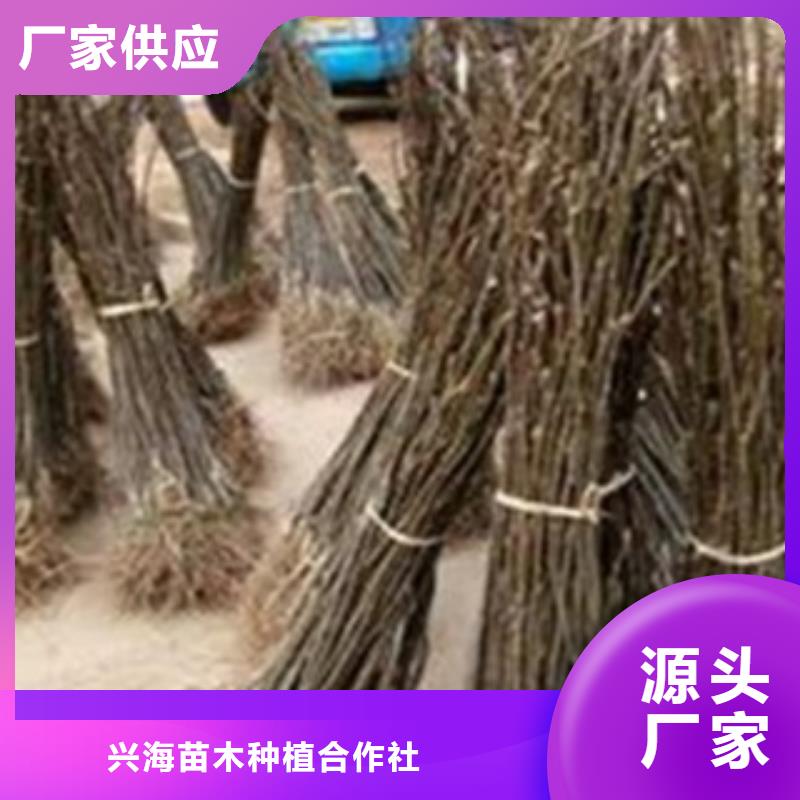 梨树苗厂家现货批发