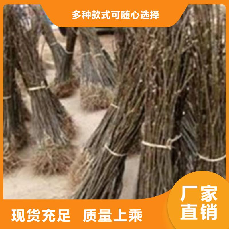 梨树苗桃树苗货源足质量好