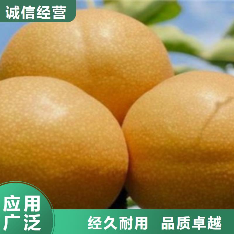 梨树苗桃树苗货源足质量好