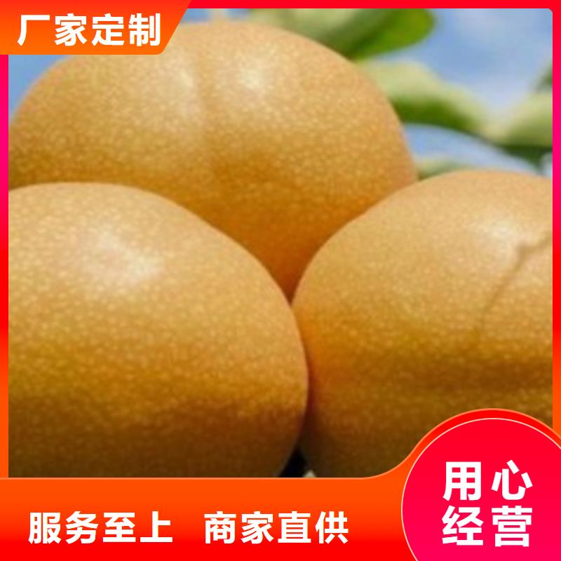 梨树苗板栗苗选择大厂家省事省心