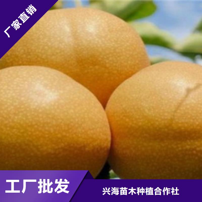 梨树苗厂家现货批发