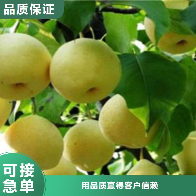 梨树苗厂家现货批发