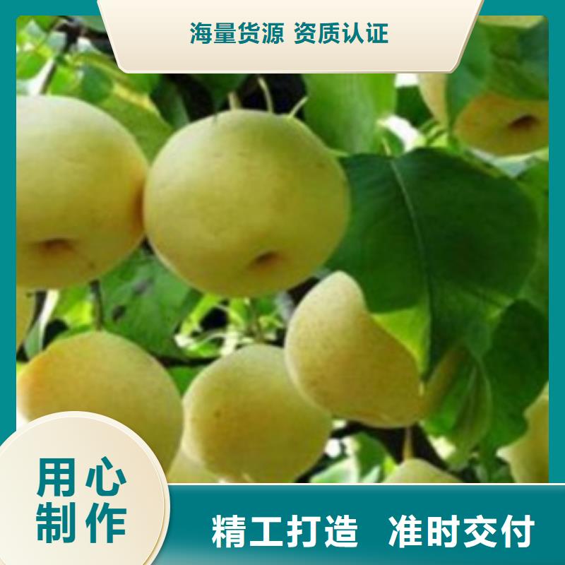 梨树苗板栗苗选择大厂家省事省心