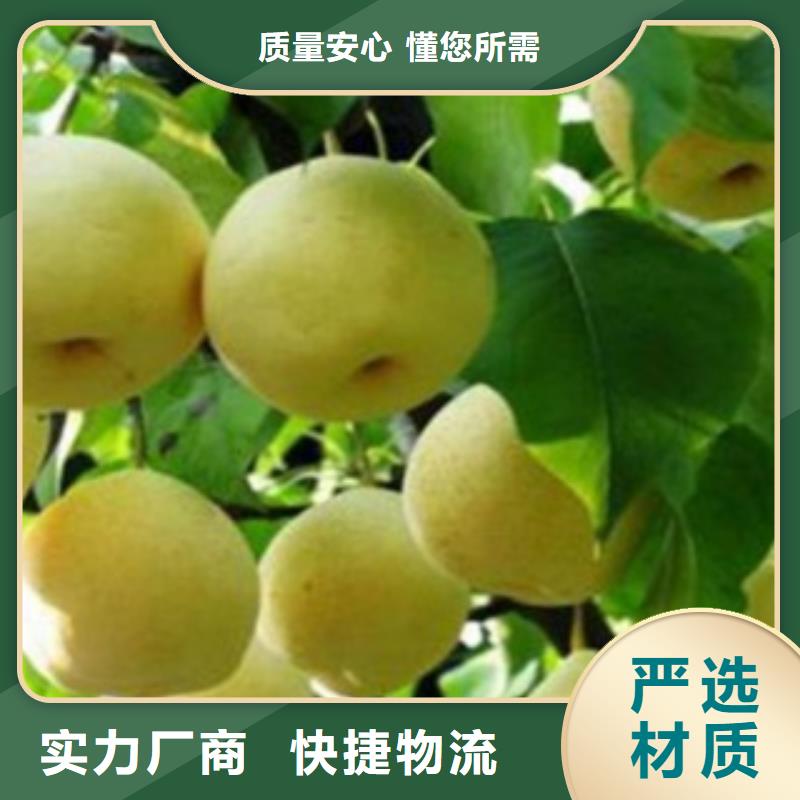 梨树苗桃树苗货源足质量好