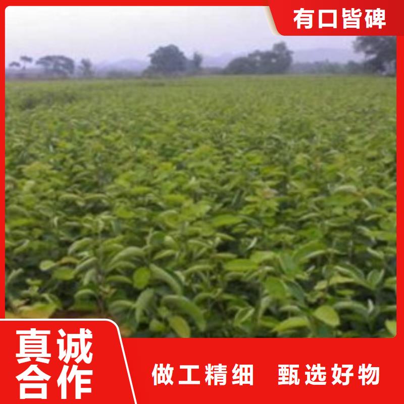 梨树苗厂家现货批发