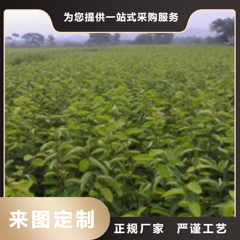 梨树苗桃树苗货源足质量好