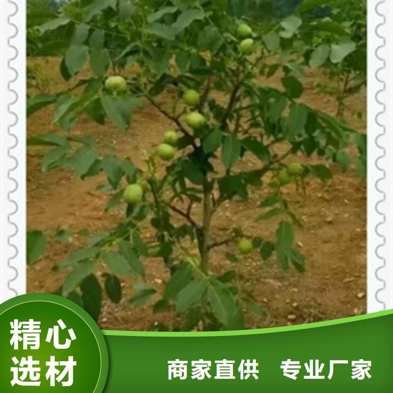 【核桃苗】_板栗苗支持批发零售