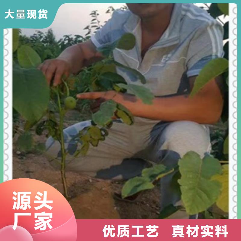 【核桃苗】_板栗苗支持批发零售