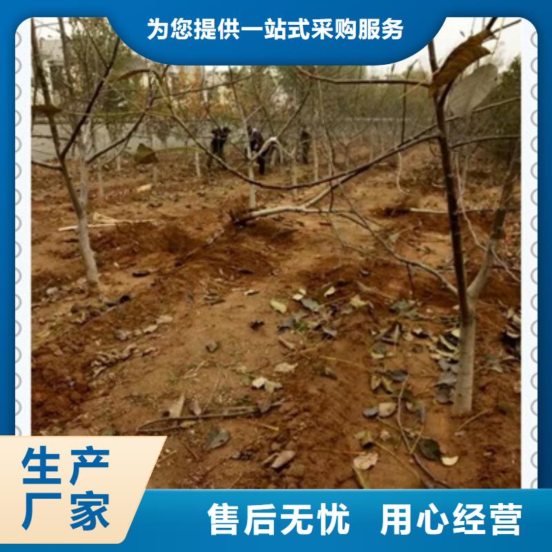 【核桃苗】_板栗苗支持批发零售