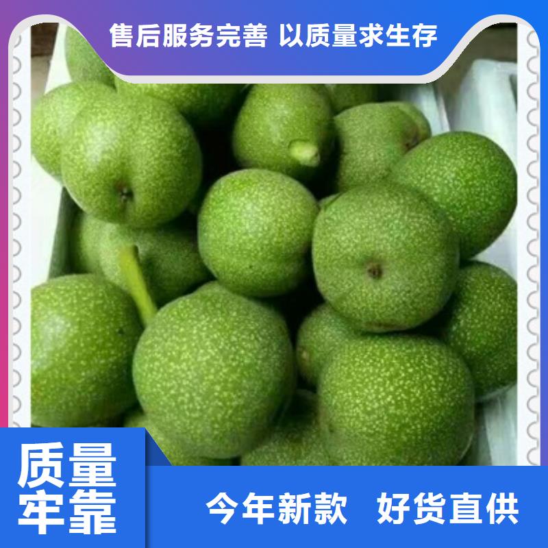 【核桃苗】_板栗苗支持批发零售