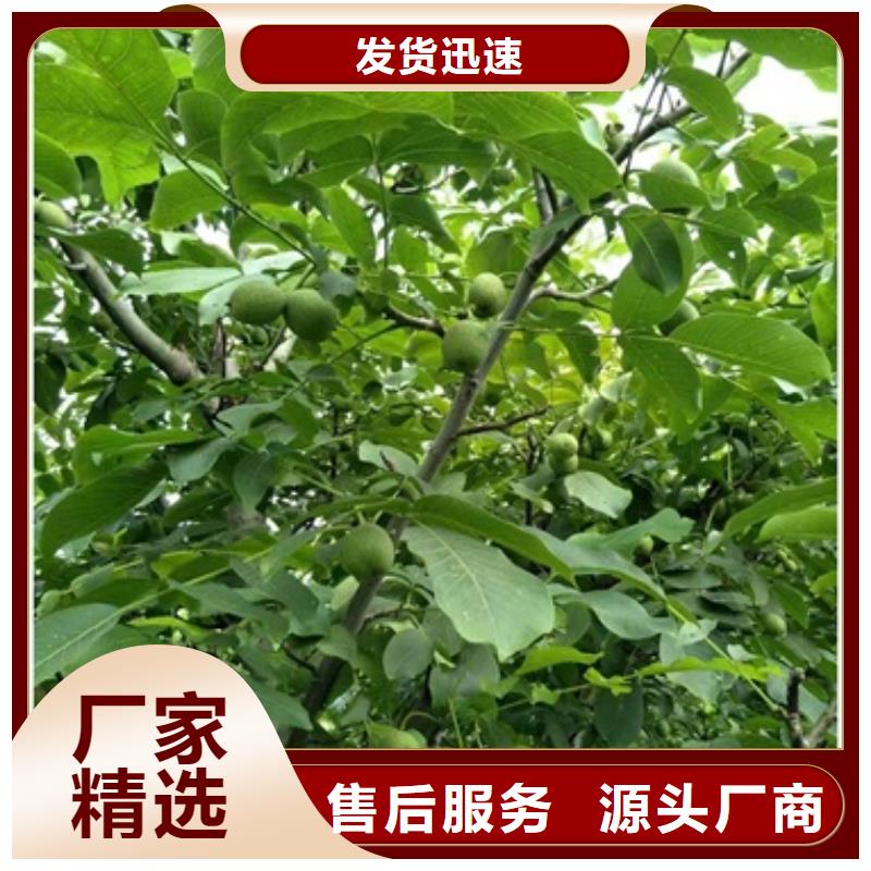 【核桃苗】_板栗苗支持批发零售