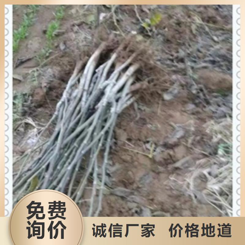 【核桃苗】_板栗苗支持批发零售
