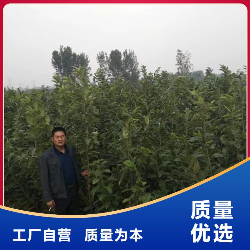 板栗苗桃树苗厂家直销放心