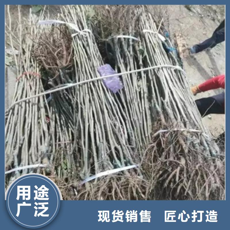 板栗苗桃树苗厂家直销放心