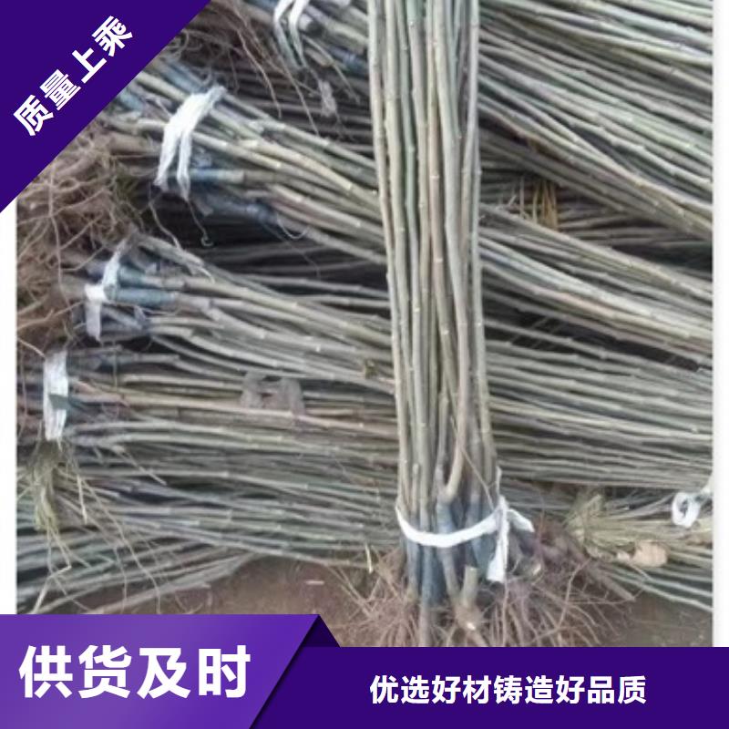 板栗苗桃树苗厂家直销放心