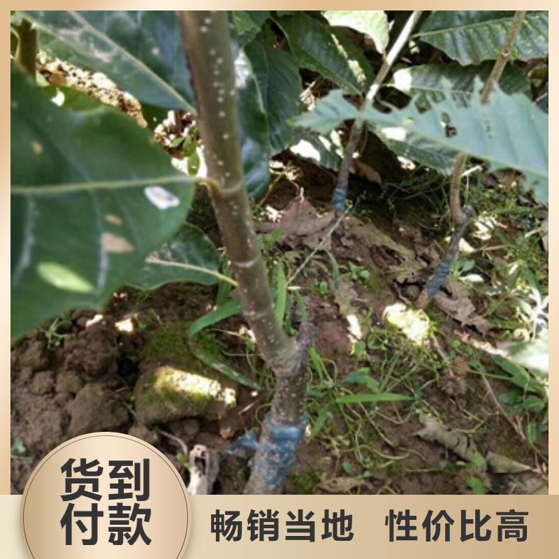 板栗苗桃树苗厂家直销放心
