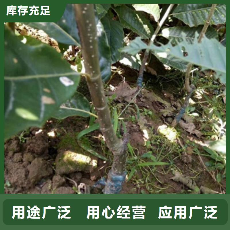 板栗苗桃树苗厂家直销放心