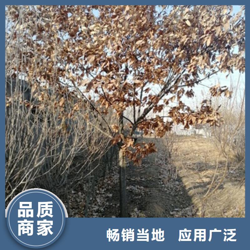 板栗苗桃树苗厂家直销放心