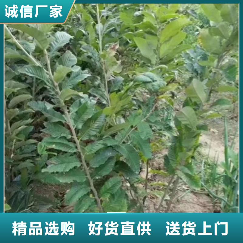 板栗苗山楂苗质量上乘