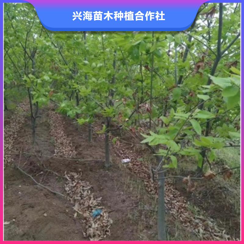 板栗苗山楂苗质量上乘