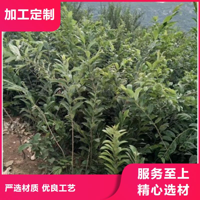 板栗苗桃树苗厂家直销放心