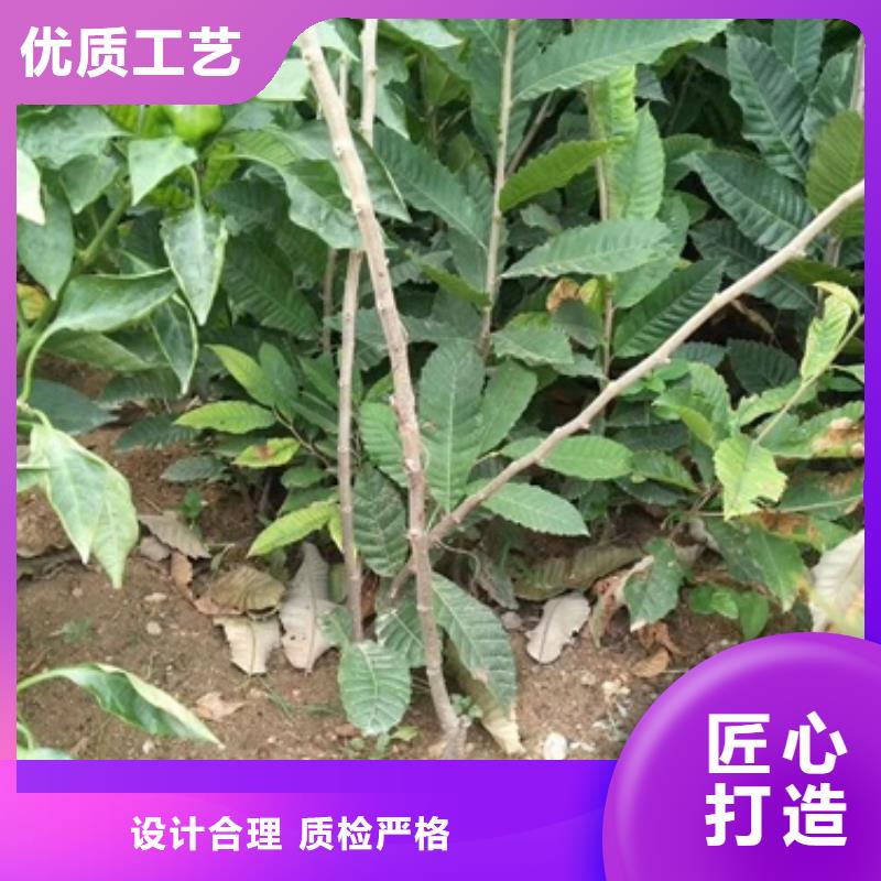 板栗苗桃树苗厂家直销放心
