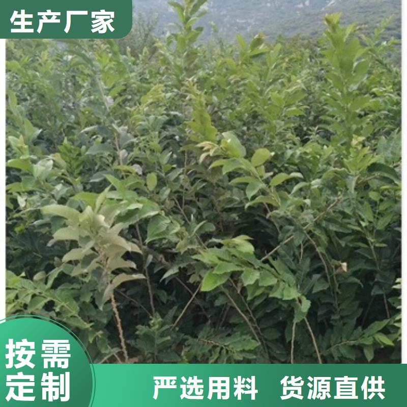 板栗苗桃树苗厂家直销放心