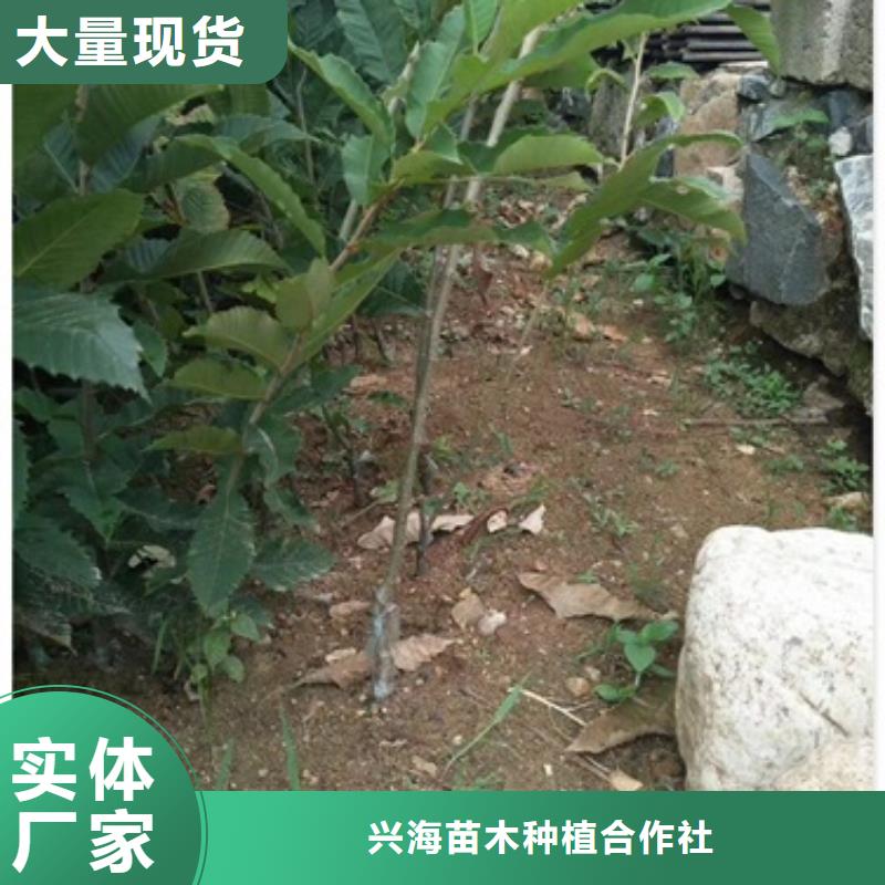 板栗苗桃树苗厂家直销放心
