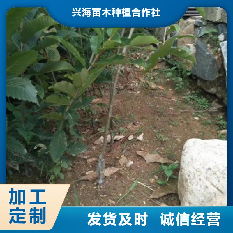 板栗苗桃树苗厂家直销放心