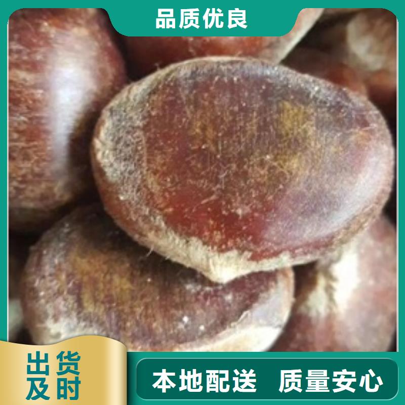 板栗苗桃树苗厂家直销放心