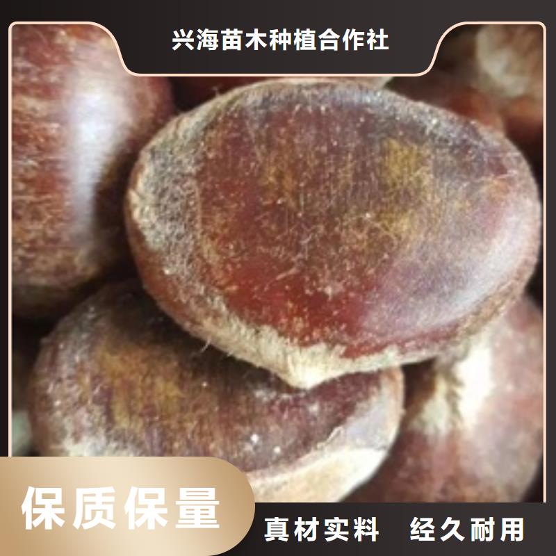 板栗苗桃树苗厂家直销放心