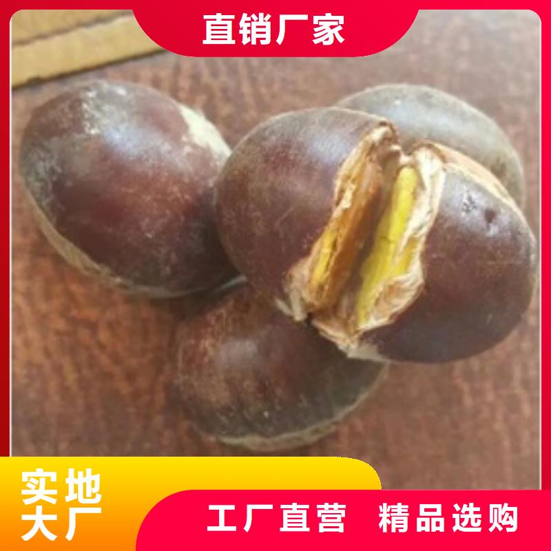 板栗苗桃树苗厂家直销放心