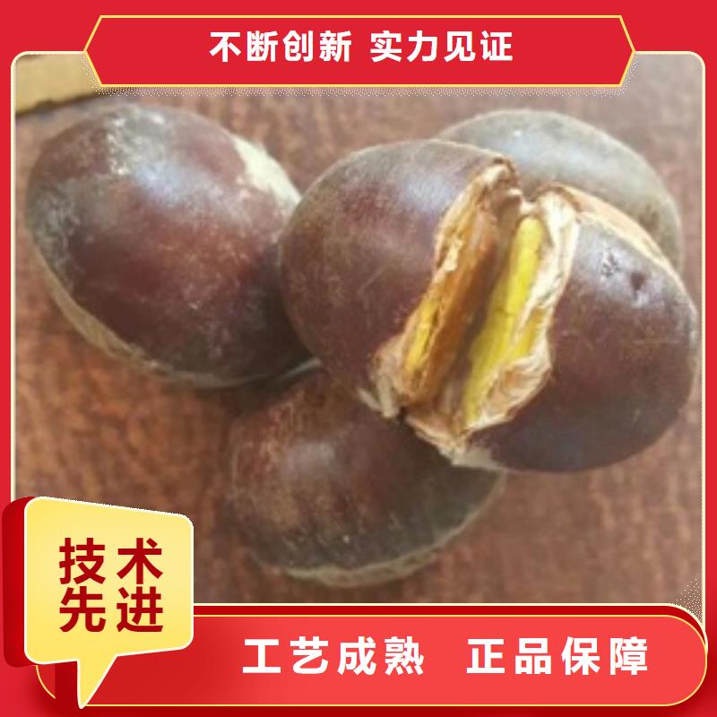 板栗苗桃树苗厂家直销放心