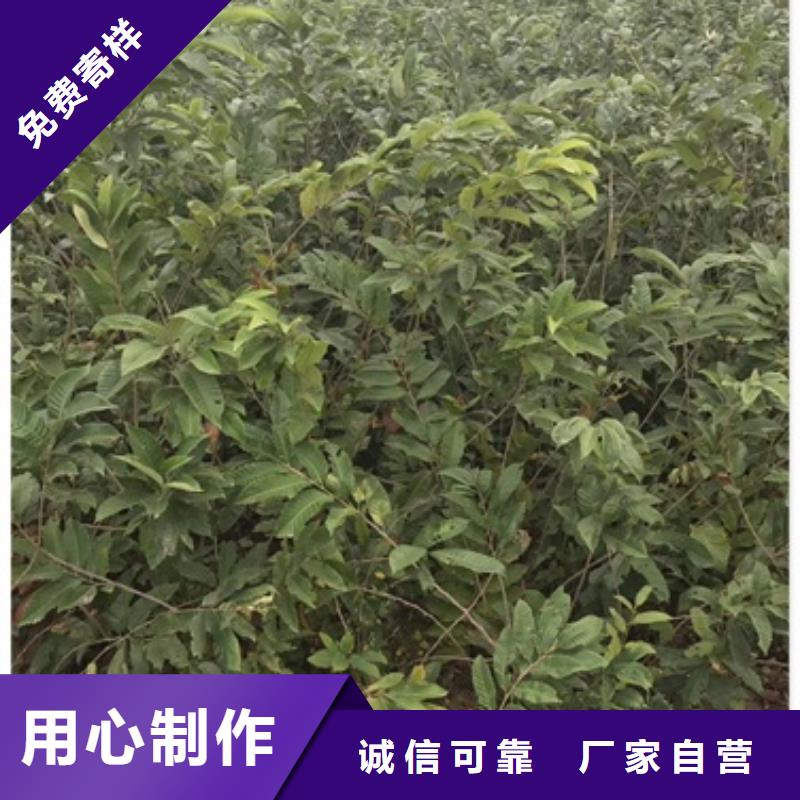 板栗苗山楂苗质量上乘