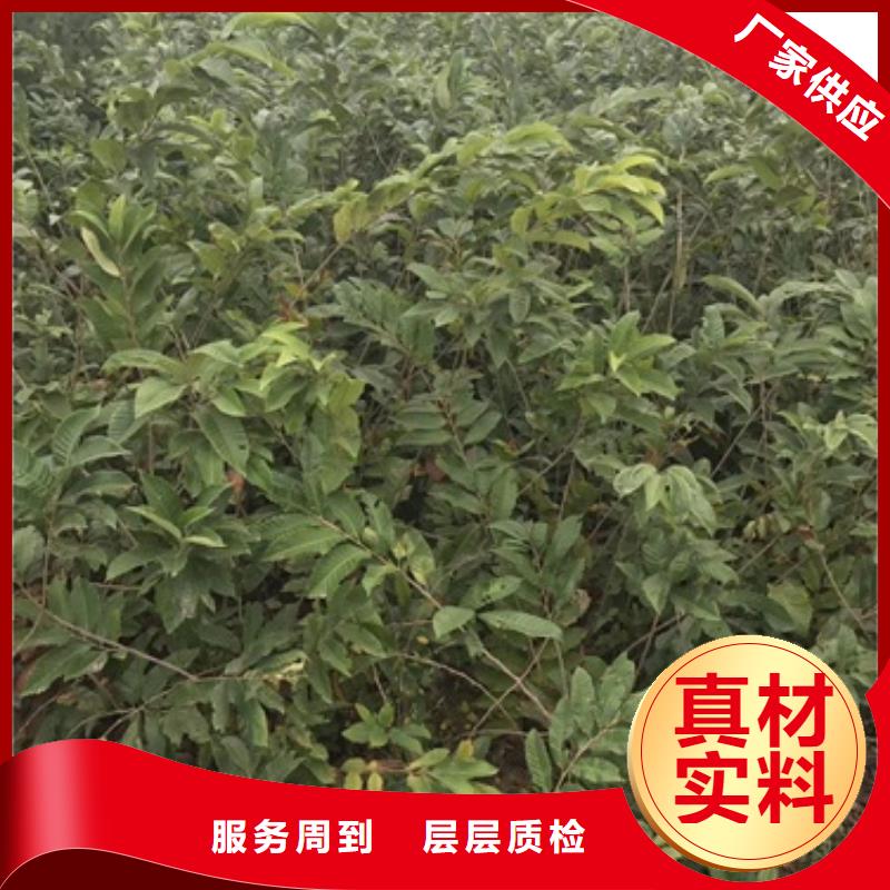 板栗苗桃树苗厂家直销放心
