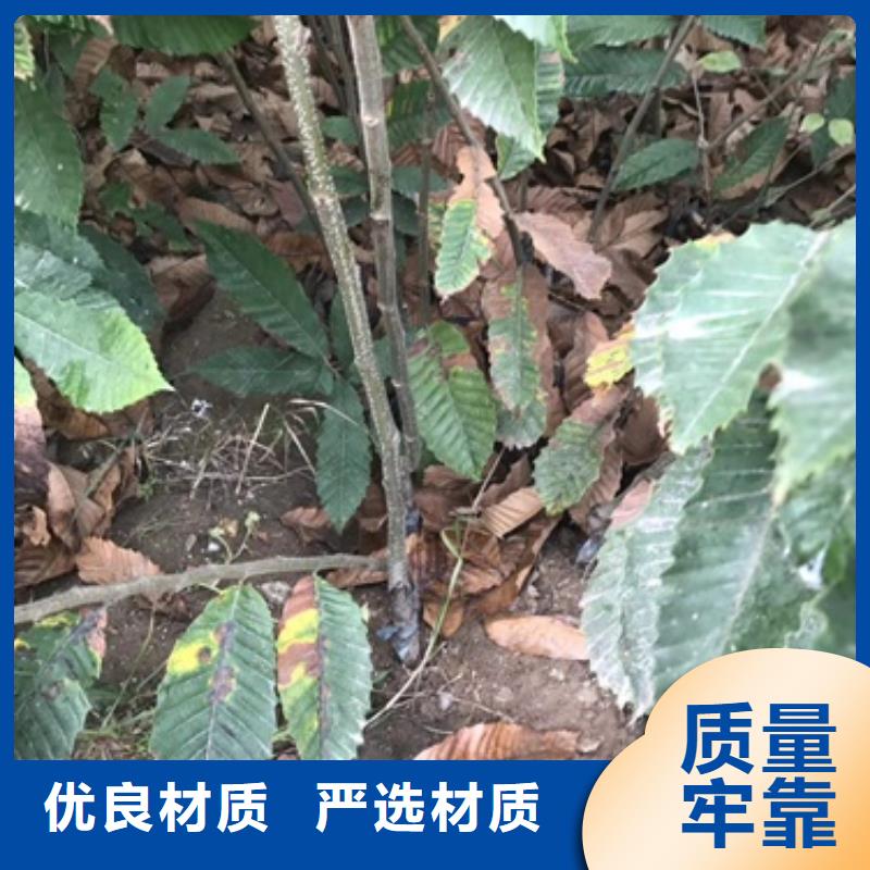 板栗苗桃树苗厂家直销放心