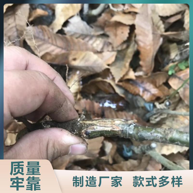 板栗苗山楂苗质量上乘