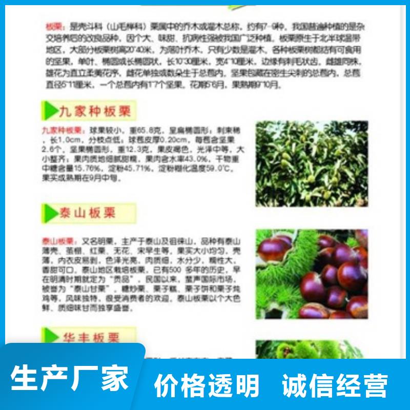 板栗苗桃树苗厂家直销放心