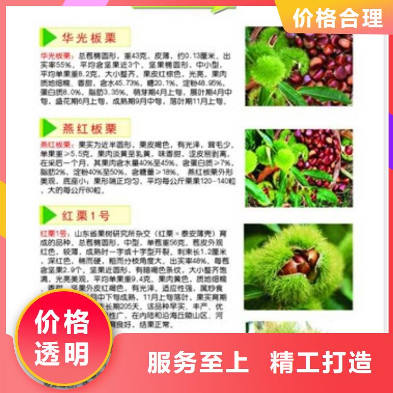 板栗苗山楂苗质量上乘