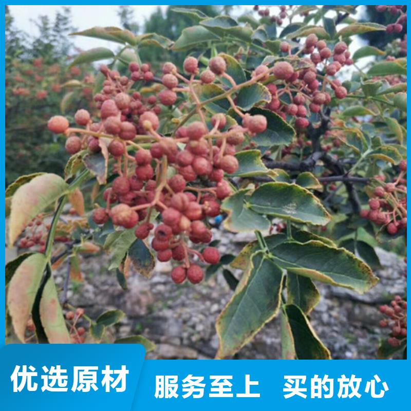 花椒苗梨树苗产地批发