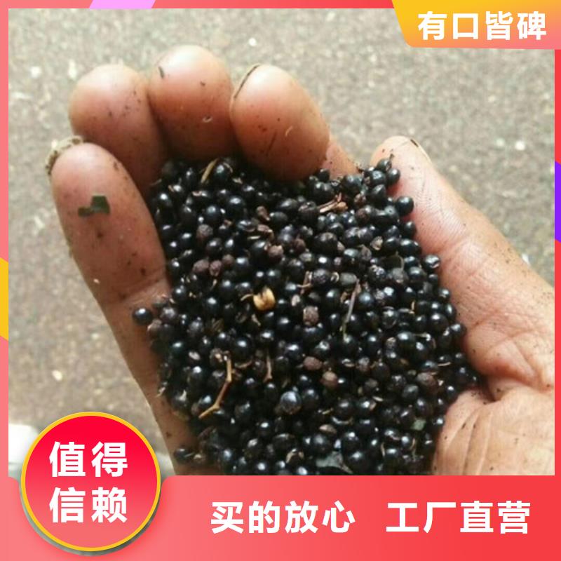 【花椒苗】,板栗苗拥有核心技术优势