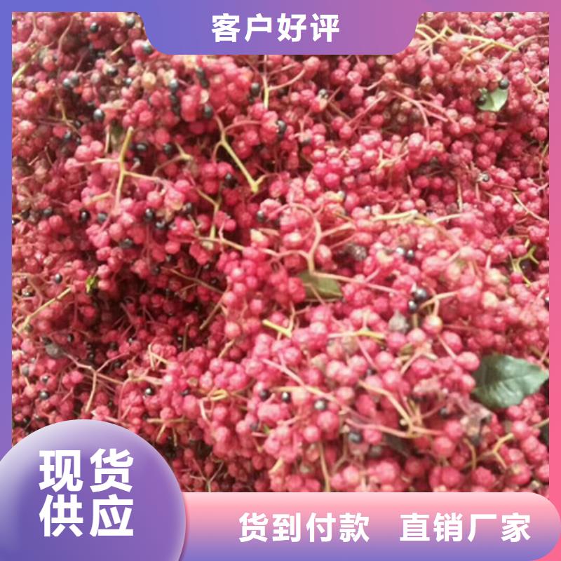 花椒苗核桃苗N年专注