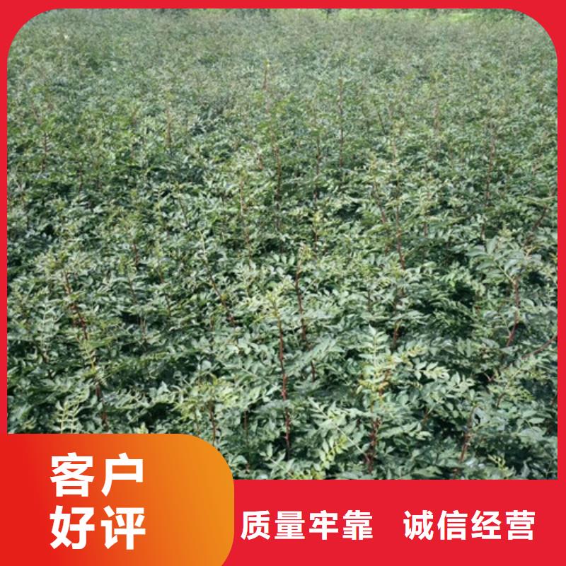 花椒苗板栗苗为您提供一站式采购服务