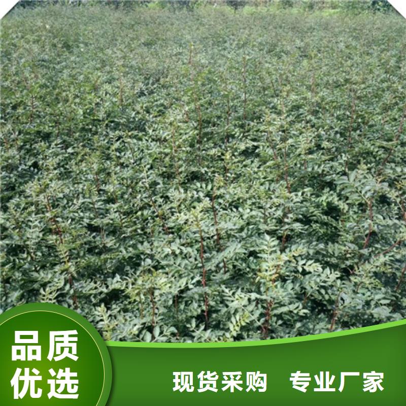 花椒苗梨树苗产地批发