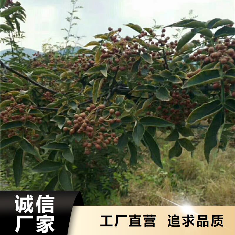 【花椒苗】,板栗苗拥有核心技术优势
