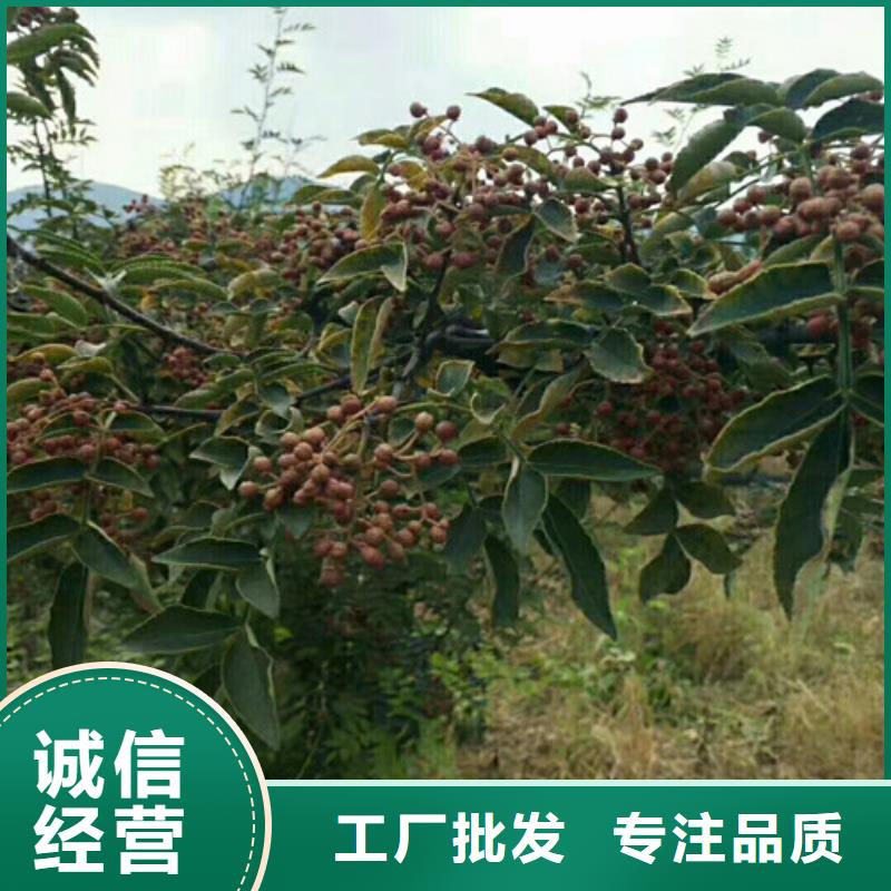 花椒苗板栗苗为您提供一站式采购服务